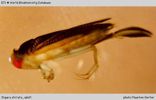 obecná, všeobecně a hojně ve stojatých vodách Cymatia coleoptrata -