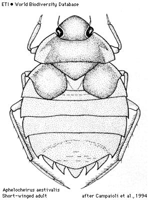 Hemiptera Nepomorpha - akvatické Čeleď: Naucoridae - bodulovití 1 druh Ilyocoris cimicoides - bodule obecná, hojně, hlavně ve stojatých vodách s vegetací, 8-12 mm 47 Hemiptera Nepomorpha - akvatické