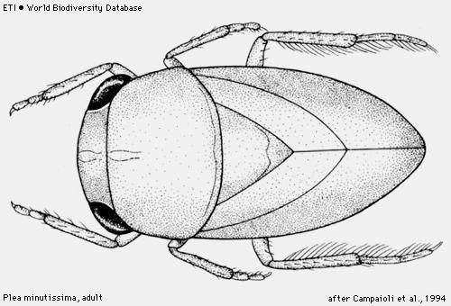 akvatické Čeleď: Pleidae - člunovkovití 1 druh Plea minutissima