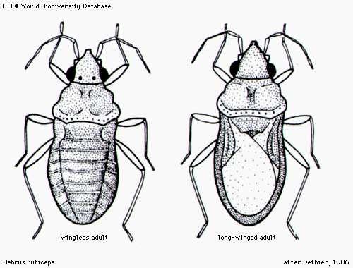 Gerromorpha Čeleď: Hebridae - rašelinatkovití 1 rod, 2