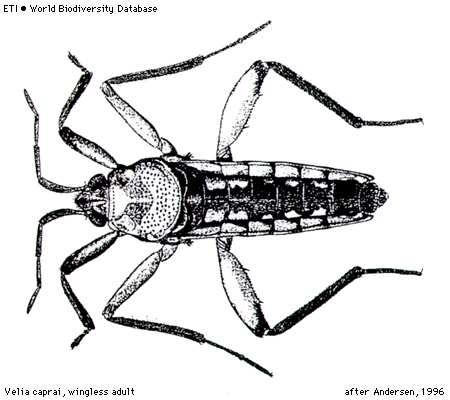 mechorostech 53 Gerromorpha Čeleď: Veliidae -