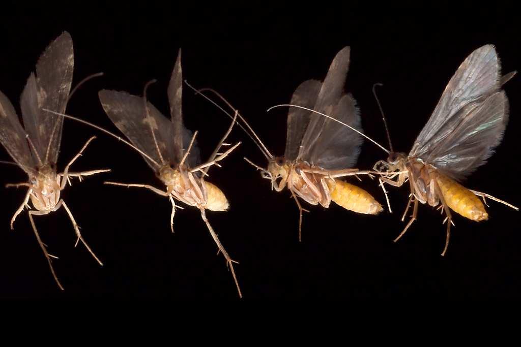 TRICHOPTERA Pohyb Imága Létají převážně za soumraku a v noci, u vod. Let těžkopádný, ale uletí až několik km.