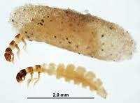 Kukla při líhnutí aktivně plave a leze z vody. 5 TRICHOPTERA Pohyb larvy Annulipalpia - žijí volně, ve schránkách nebo sítích.