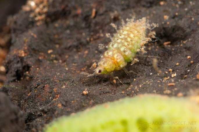 Po kopulaci jsou vajíčka (1,5 mm) po několik dnů kladena na spodní stranu listů. Larva: asi 2 cm, ústní ústrojí bodavé - hroty - prodloužené mandibuly a maxily.