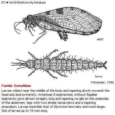 Řád: Neuroptera, =