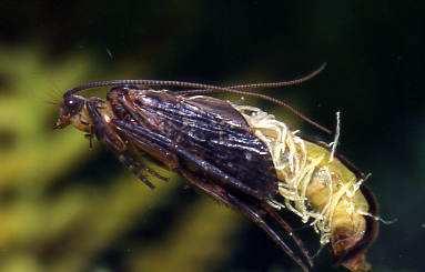 Larva - 5 až 7 instarů 11 TRICHOPTERA Rozmnožování a vývoj Kukly Pupa libera - všechny přívěsky hlavy a hrudi ve zvláštním obalech.
