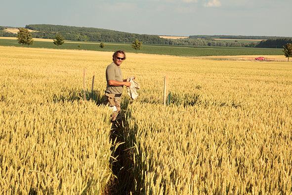 Ochrana a podpora genofondu motáka lužního na Znojemsku