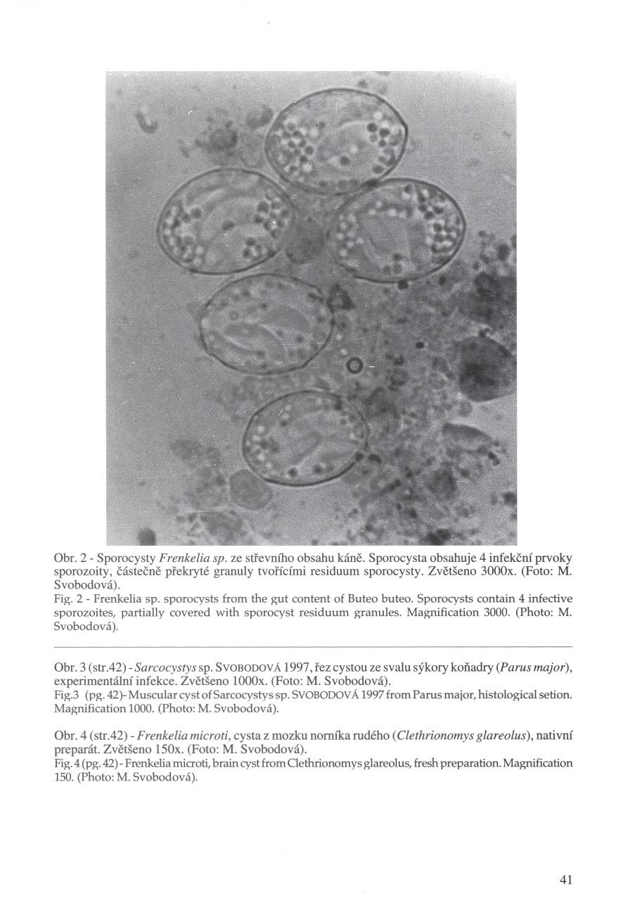 - ~ Obr. 2 - Sporocysty Frenkelia sp. ze strevmno obsahu káne. Sporocysta obsahuje 4 infekcní prvoky sporozoity, cástecne prekryté granuly tvorícími residuum sporocysty. Zvetšeno 3000x. (Foto: M.