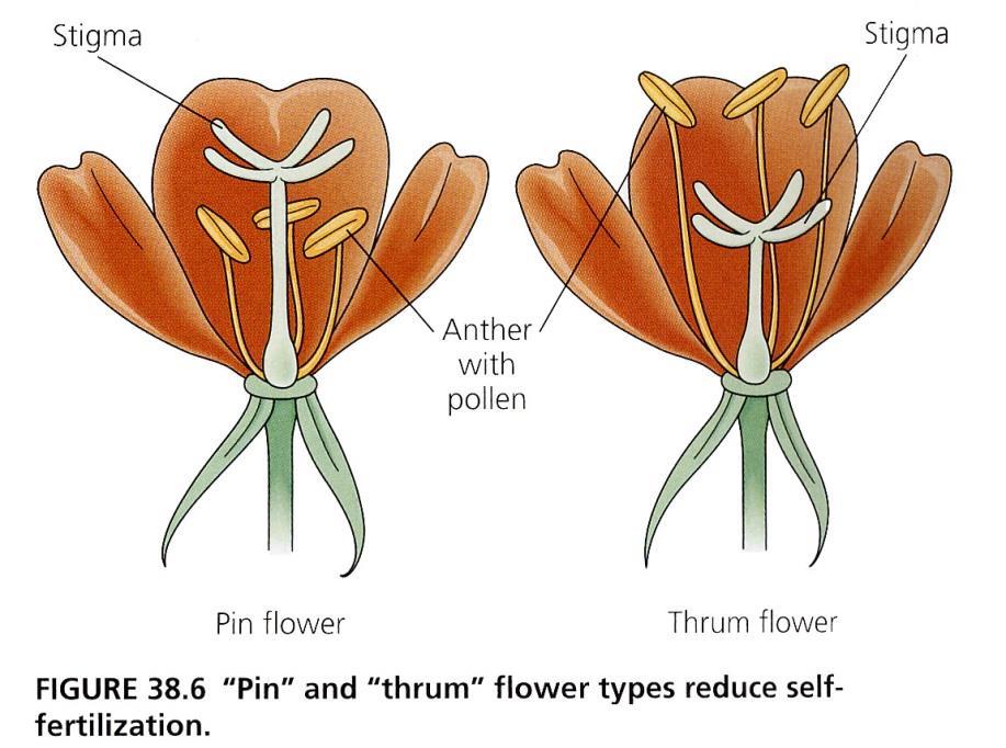 Prevence samoopelení a samooplodnění (self-pollination and self-fertilization) U některých bisexuálních květů prašníky a pestíky