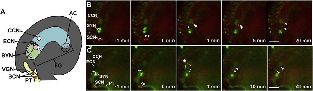 (A) Schematic representation of pollen tube arrival at the ovule.