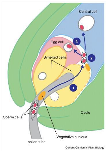 model of double fertilization Spermatické buňky při dvojitém oplodnění u Arabidopsis Krok 1: Uvolnění spermatických buněk z pylové láčky do samičího gametofytu.