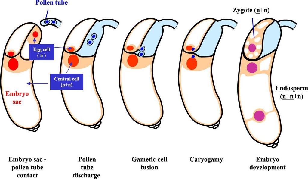 ECN, egg cell nucleus; SYN,