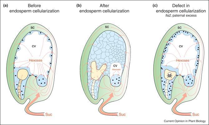 Dependence of embryo survival on endosperm cellularization.