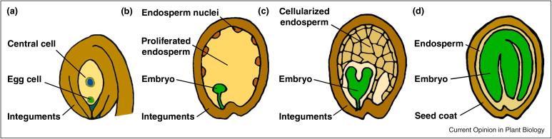 terminates in the integument lying below the chalazal endosperm.