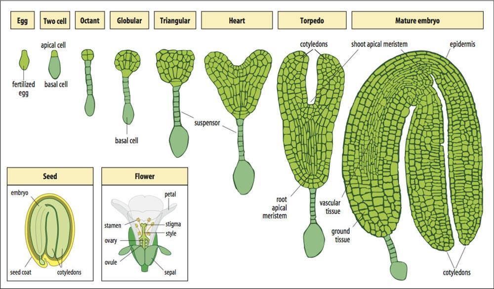 Stádia embryogeneze