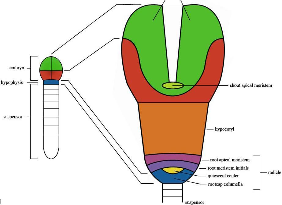 Stádia embryogeneze