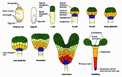 Stádia embryogeneze