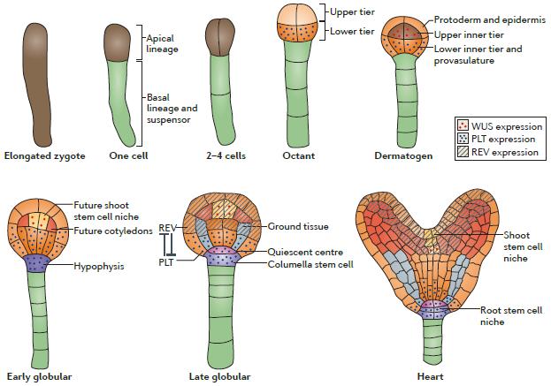 Stádia embryogeneze