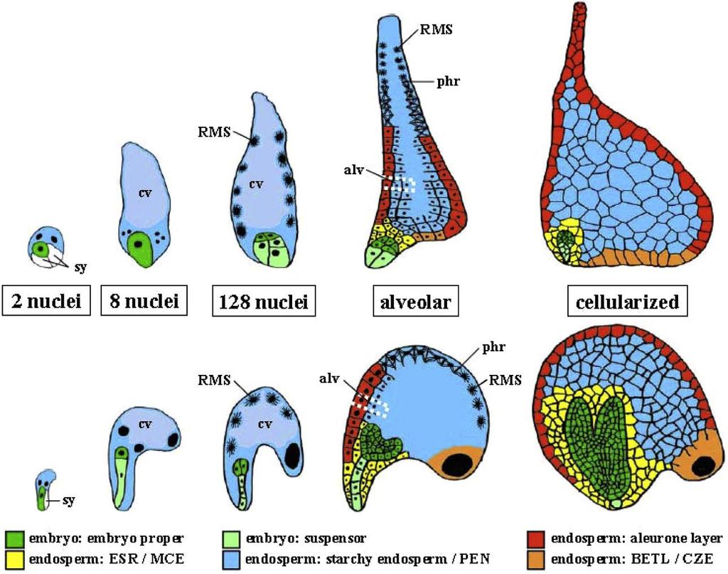 Zea mays Arabidopsis thaliana Early embryo and