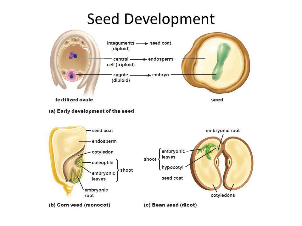 Vývoj a stavba semene