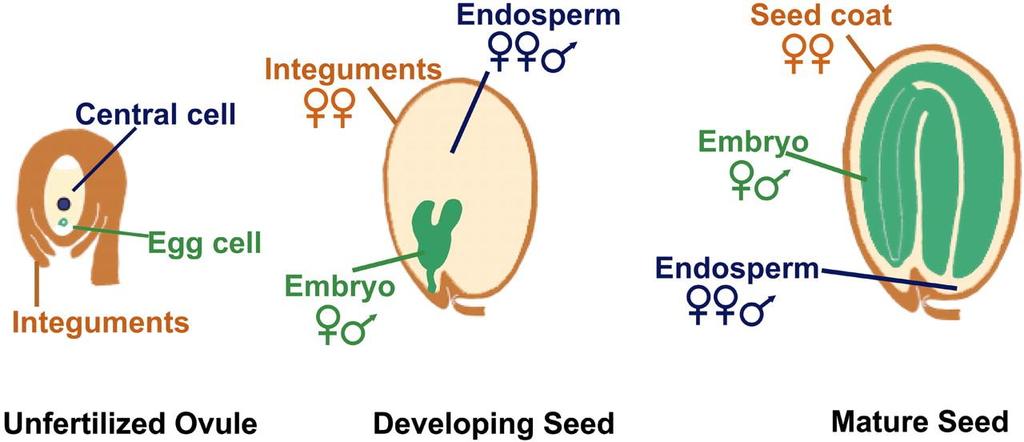 Vývoj a stavba semene