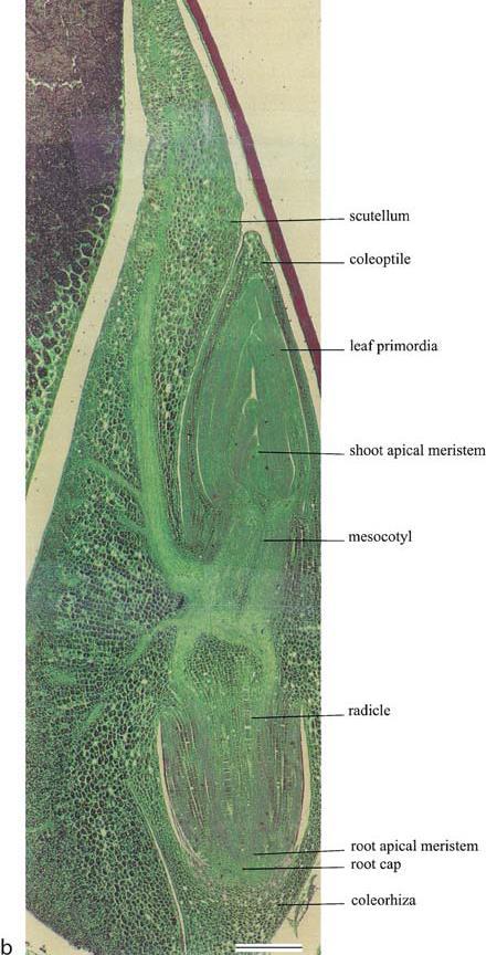 html perikarp testa aleuronová vrstva endosperm embryo: