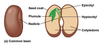 Development of the