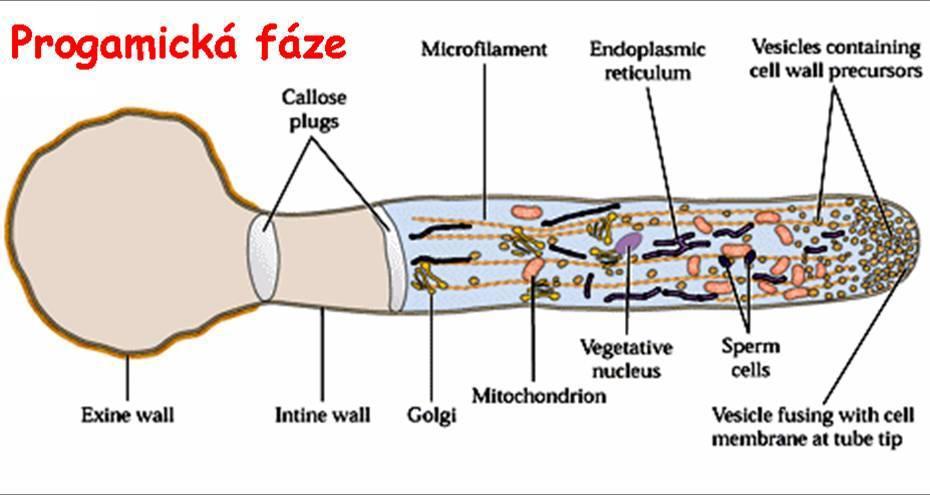subcelulární zonace pylové láčky typický apikální růst a depozice složek buněčné stěny ve špičce charakteristické proudění cytoplazmy typ reverzní