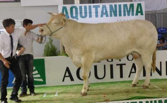 Obr 4) Belle Aquitanima 2011 letos nebyla, ale vyhrála ještě v Bergerac 2011. Druhá byla hvězda posledních let Abyssinie po Serinovi.