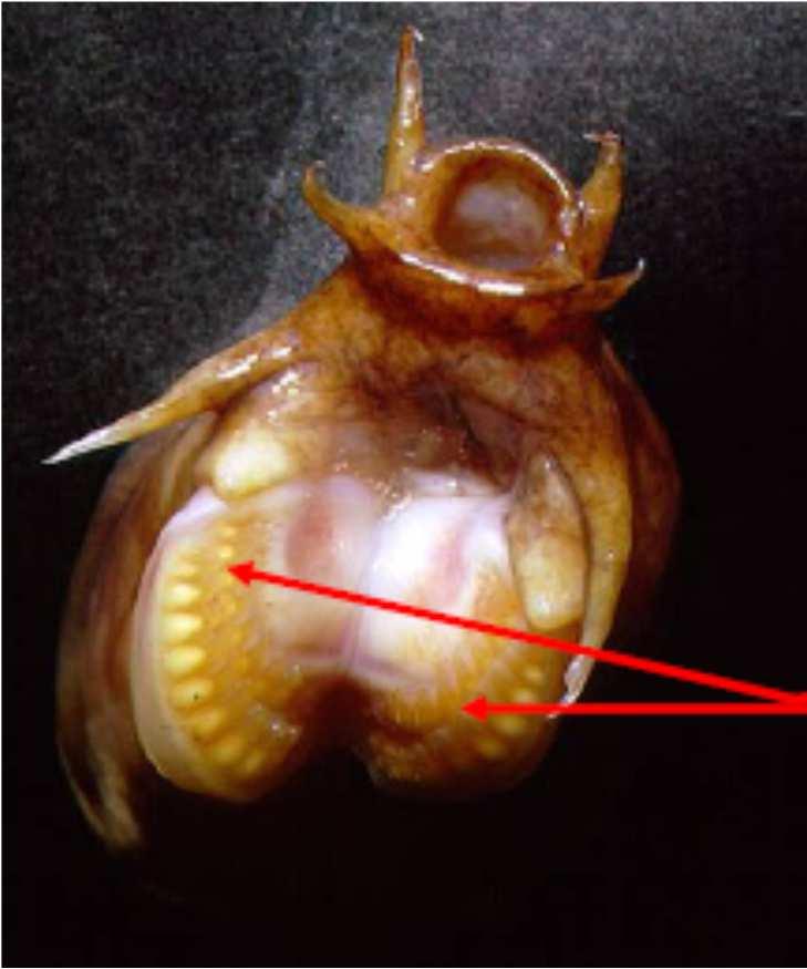 Bdellostoma (80 cm) potravou jsou