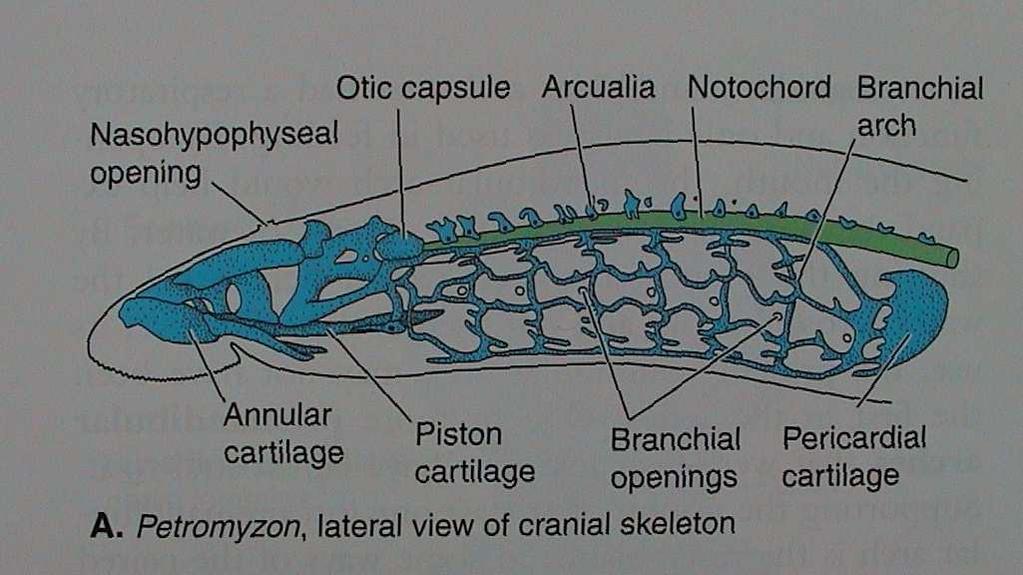 chrupavčitý endoskelet, arcualia,