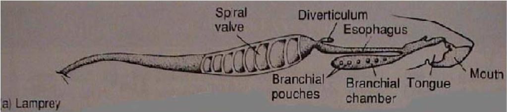 U mihulí je dýchací část hltanu se 7 páry vnitřních žaberních skulin oddělena od trávicí části, u minoh jsou