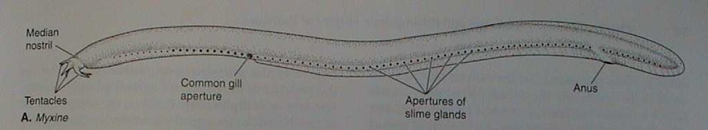 Myxinoidea - sliznatky Metamerní žlázy, sliz 3 páry hmatových tentakulí, odontoidy Redukované oči Voda nasávána nasohypofyzární chodbou Nepárová nozdra Periodický hermafroditismus, vnější oplození