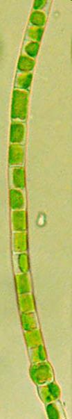 Viridiplantae - zelené rostliny vývojová linie -