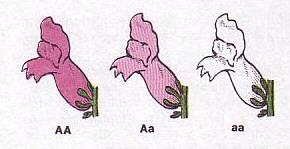 homozygotně recesívním genotypem NEÚPLNÁ DOMINANCE heterozygot je intermediárním fenotypem