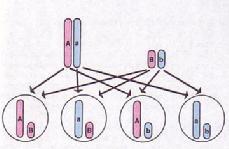 různých chromozomech - genotypový štěpný poměr - 1:2:1:2:4:2:1:2:1 - fenotypový štěpný poměr -