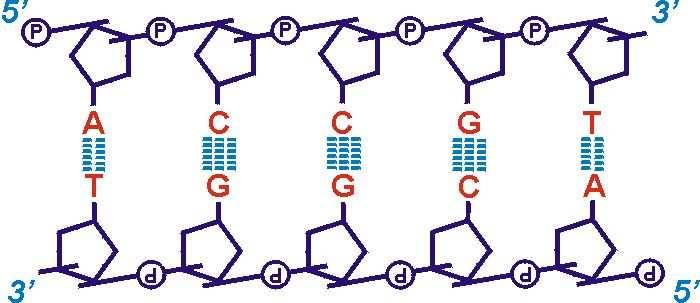 DNA