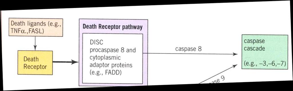 Dráha receptorů smrti (vnější