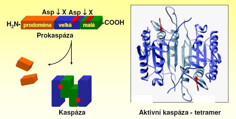 Kaspázy Caspase cystein-containing aspartate proteinases Iniciační kapsázy 2,8,9 Exekutivní