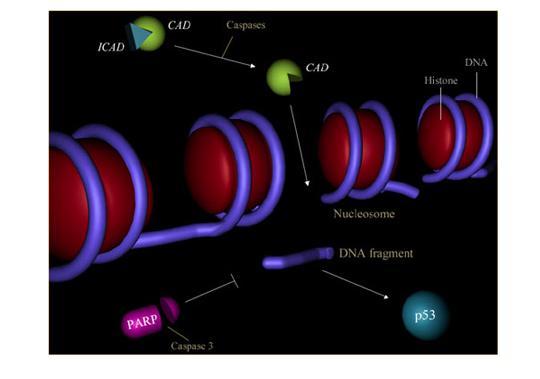 Průkaz apoptózy Fragmentce DNA DNA ladder