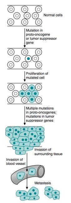 Rozvoj nádorového onemocnění Nádorové buňky nekontrolovaná buněčná proliferace a rezistence k apoptóze Nádrové buňky neodpovídají na signály, které řídí růst normálních buněk