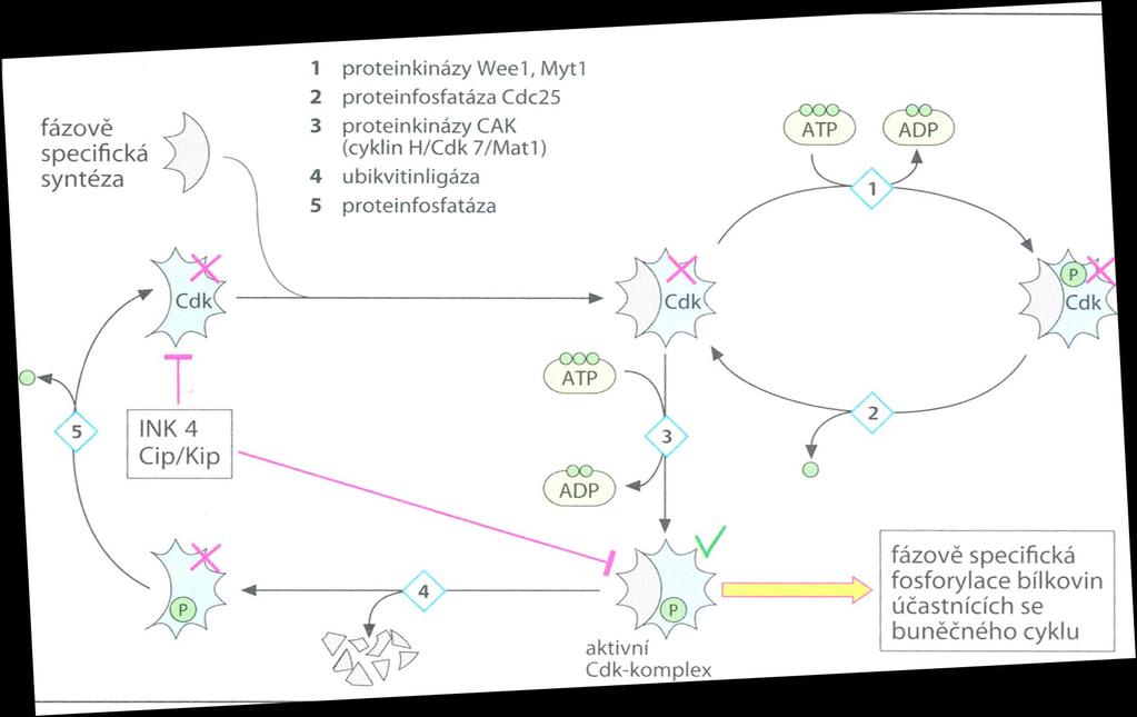 Regulace buněčného cyklu 1.