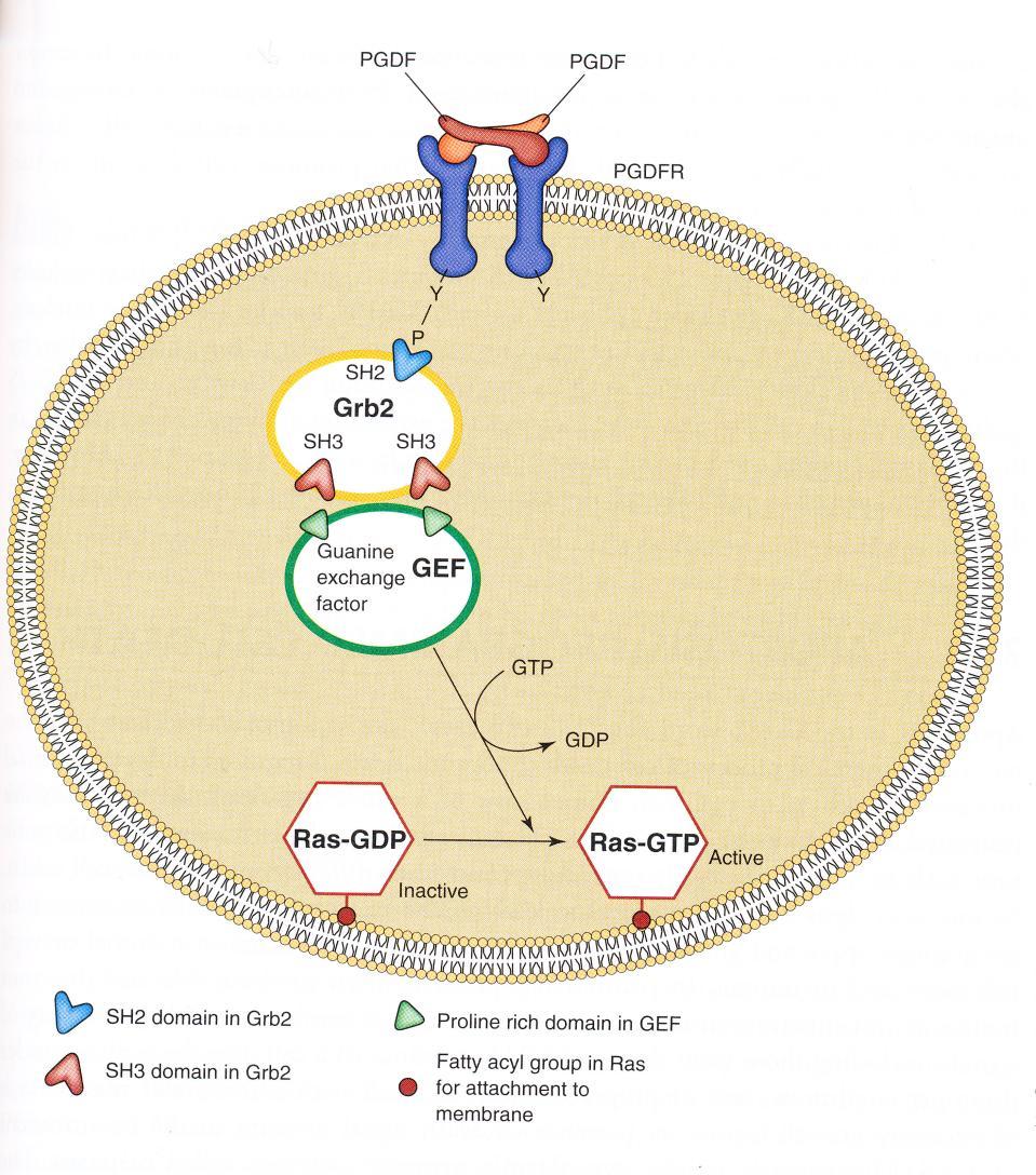 Regulace buněčného cyklu 4.