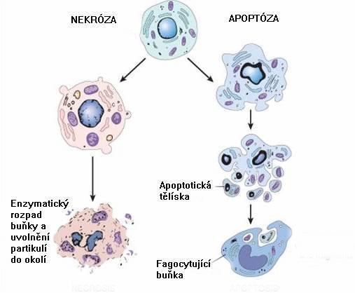 Apoptóza Programovaná buněčná smrt Nezbytný faktor pro vývoj organismu Eliminace potenciálně nebezpečných buněk degradace cytoskeletu smrštění
