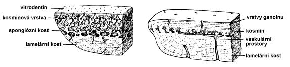 kost vaskulární kost kosmoidní ganoidní d) leptoidní (elasmoidní) (lamelární