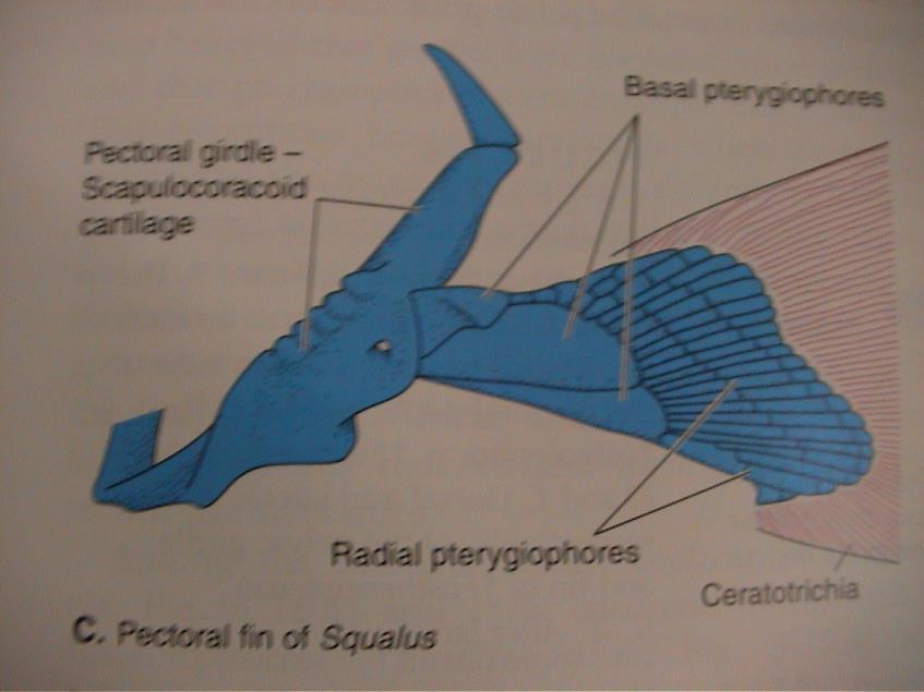 Chondrichthyes pinnae pectorales pinnae ventrales