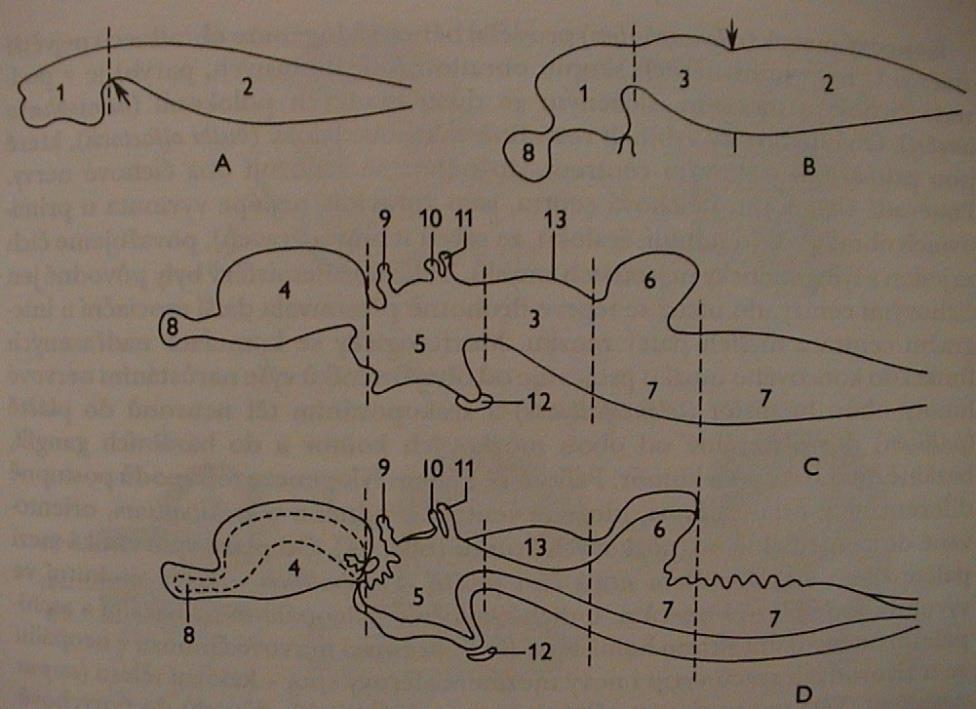 NS = CNS + periferní nervstvo mozek mícha míšní hlavové (10, 12) vegetativní systém: sympaticus a parasympaticus pallium striatum 4. Nervová soustava Mozek - encephalon A) 2 váčky 1. Prosencephalon 2.