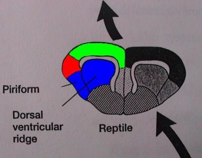 - striatum - septum