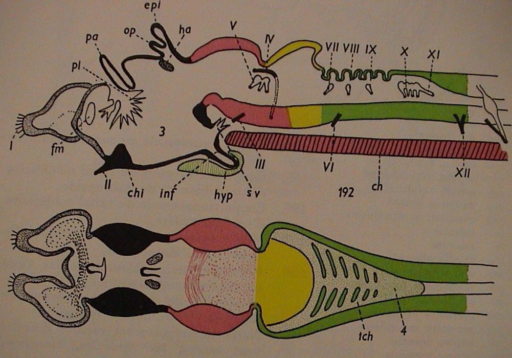 Mozek - encephalon pa - paraphysa, op -