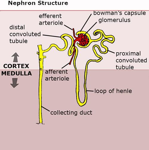 9. Urogenitální soustava nefron